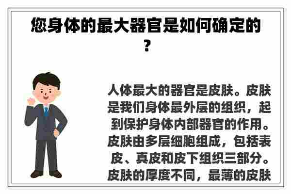 您身体的最大器官是如何确定的？